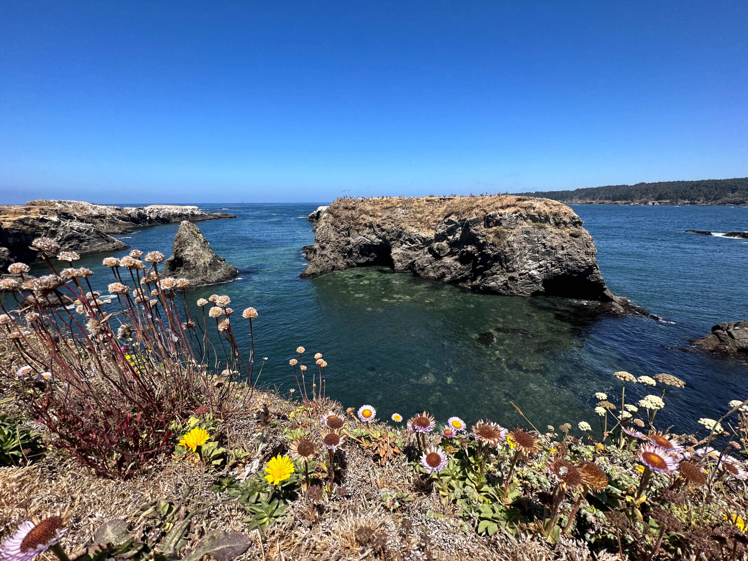 Mendocino Headlands on the coast. Photography by California Travel Escapes