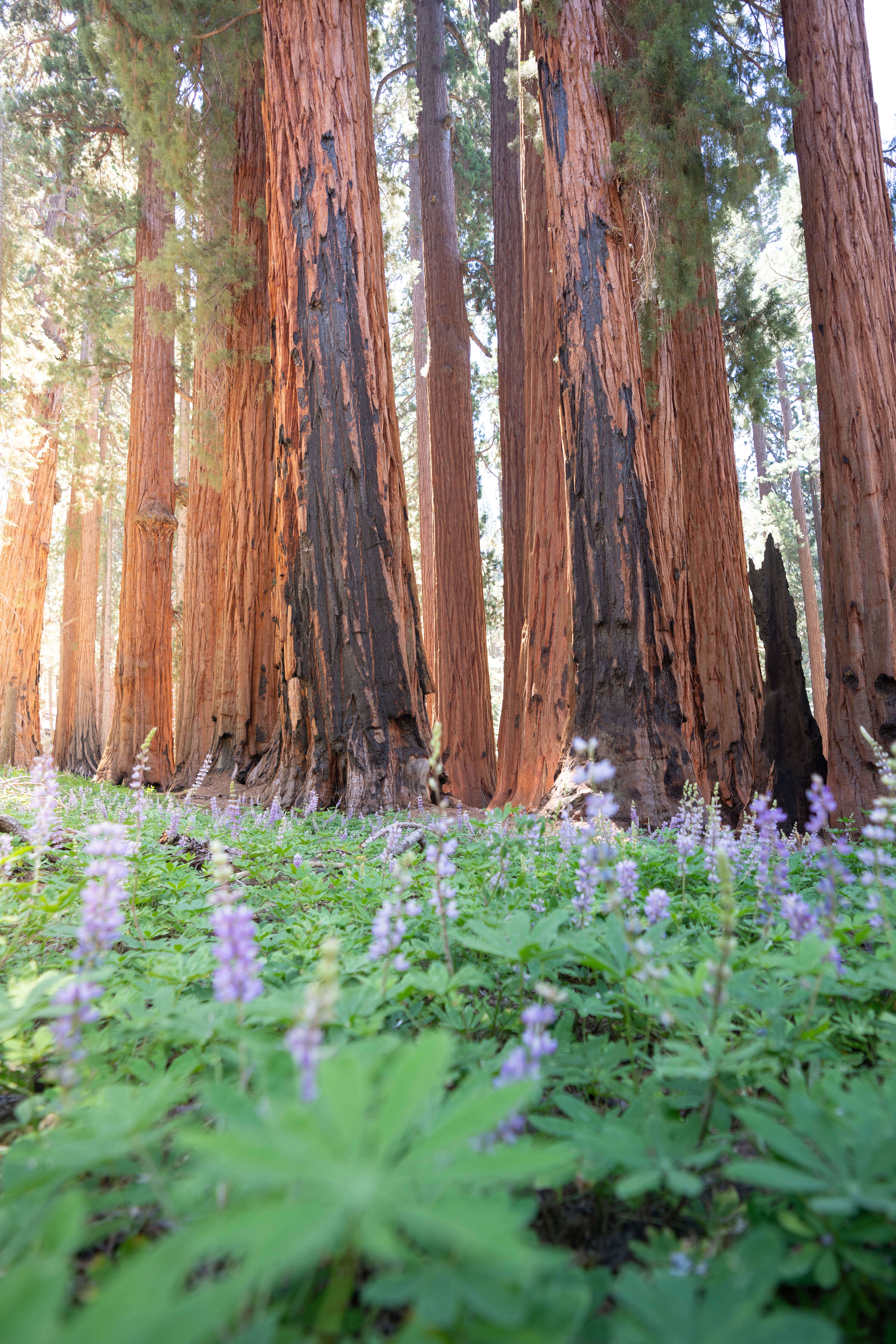 Hiking Congress Trail at Sequoia National Park. Photography by California Travel Escapes