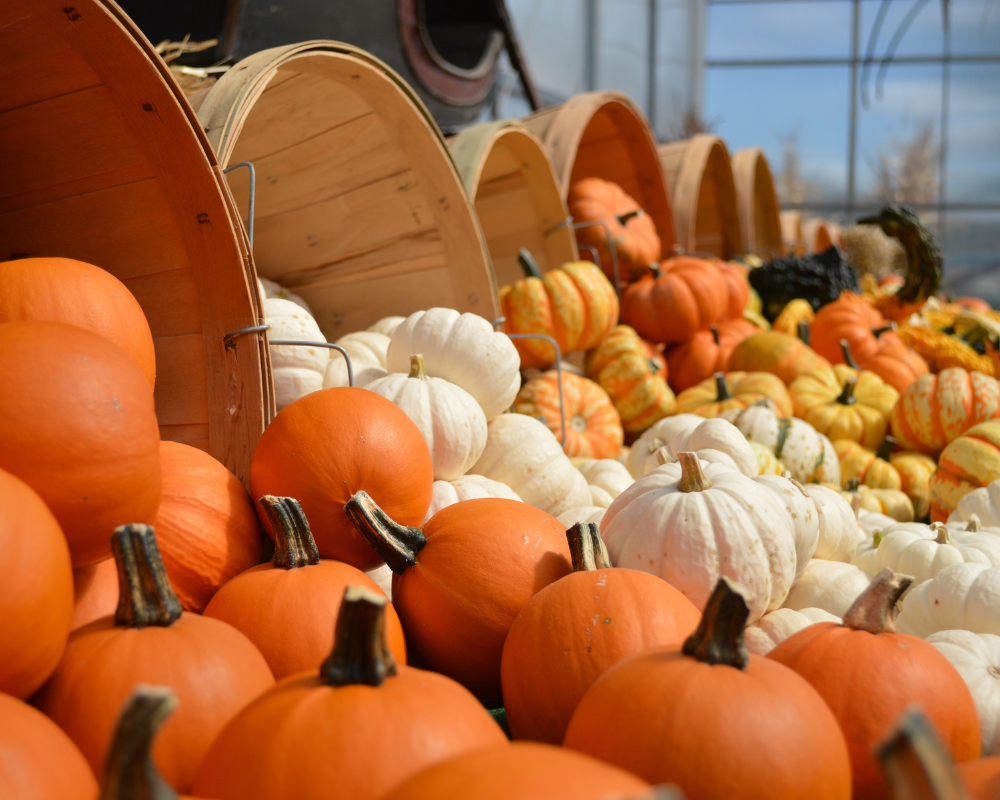 Northern California fall activities showcasing baskets of pumpkins.